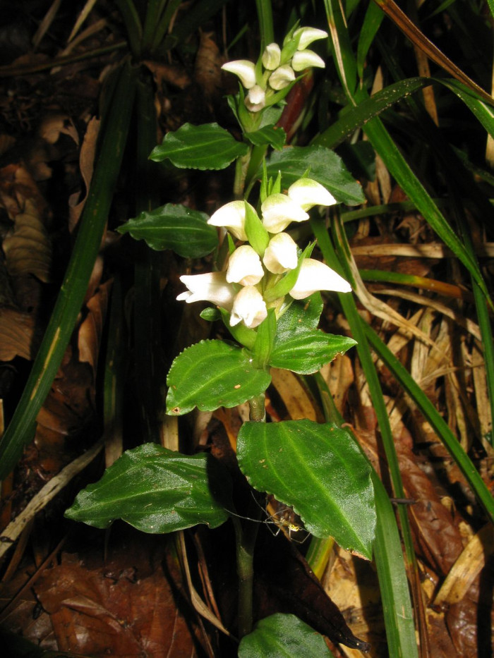 섬사철란 - Goodyera maximowicziana Makino