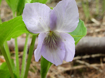 넓은잎제비꽃 사진 - Viola mirabilis L. Photos
