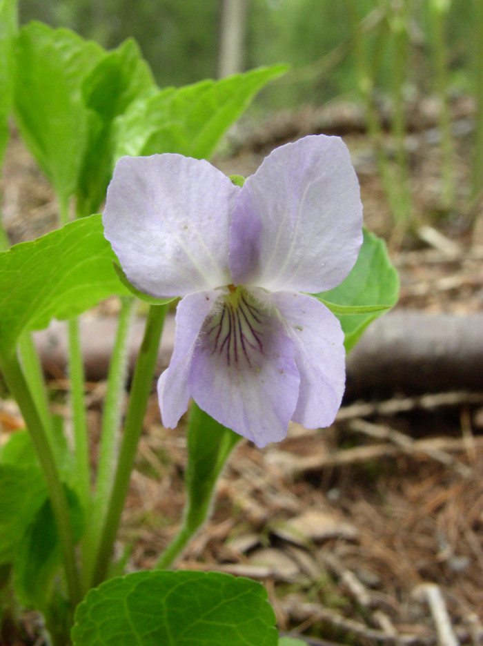 넓은잎제비꽃 - Viola mirabilis L.