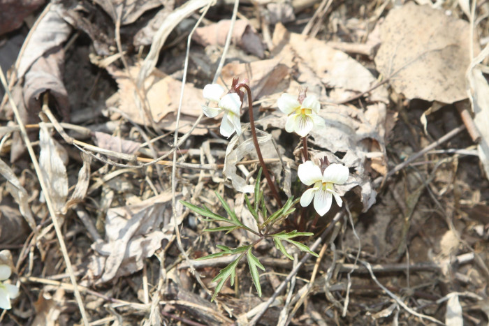 단풍제비꽃 - Viola albida for. takahashii (Makino) W.T.Lee