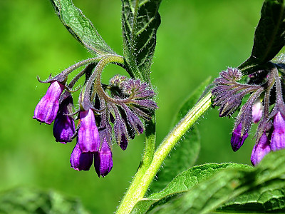 컴프리 사진 - Symphytum officinale L. Photos