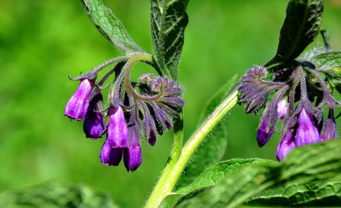 컴프리 - comfrey, Symphytum officinale L.