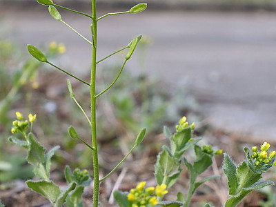 꽃다지 사진 - Draba nemorosa var. hebecarpa Photos