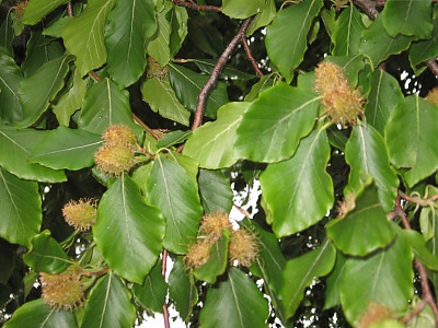 너도밤나무 사진 - Fagus engleriana Seemen ex Diels Photos