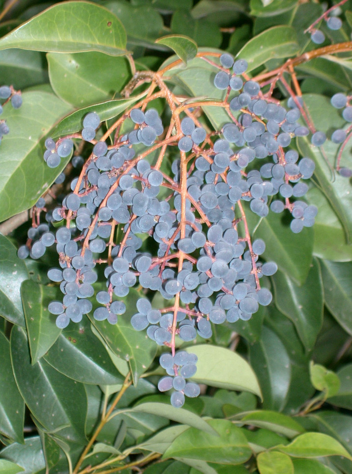 당광나무 - Chinese privet, Ligustrum lucidum Aiton