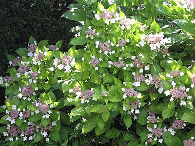 탐라산수국 사진 - Hydrangea serrata Ser. for. fertilis Nakai Photos