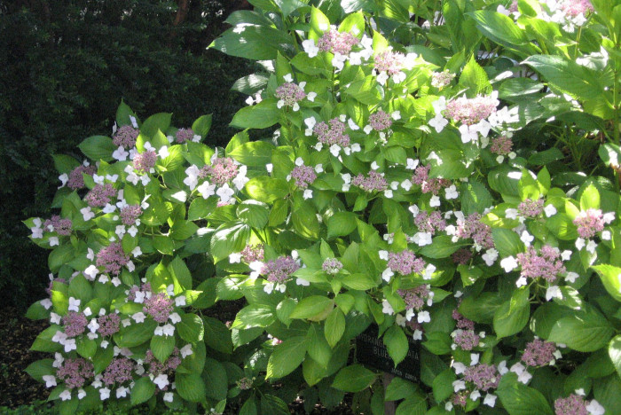 탐라산수국 - Hydrangea serrata Ser. for. fertilis Nakai
