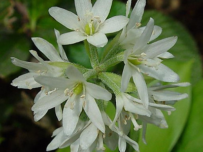 나도 옥잠화 사진 - Clintonia udensis Photos