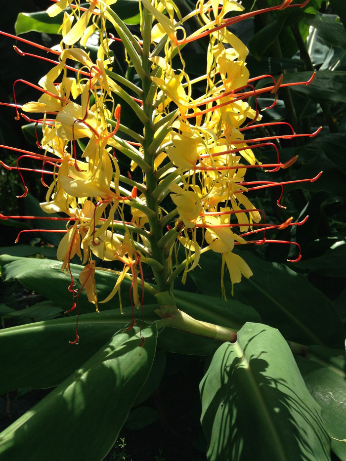 헤디키움 가드네리아눔 - Kahili Ginger, Kahila Garland-lily, Hedychium gardnerianum