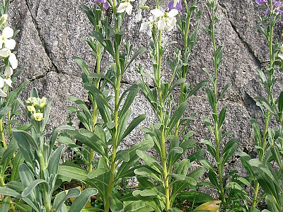 스토크 사진 - Matthiola incana Photos