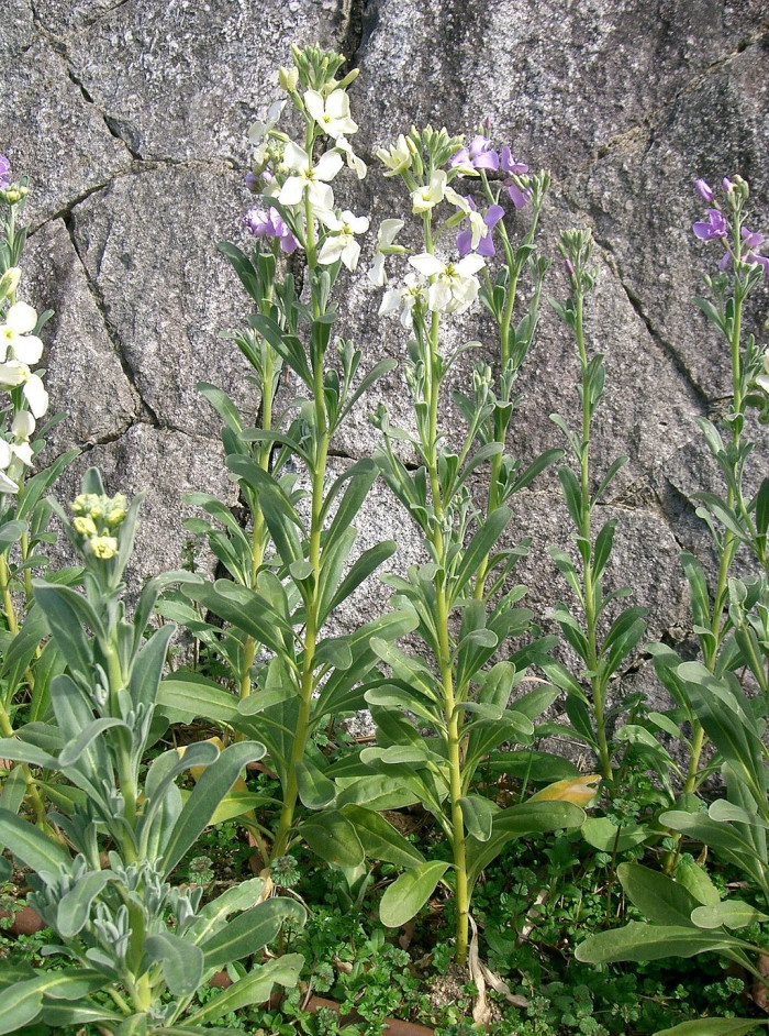스토크 - Stoke, Matthiola incana
