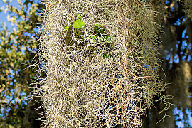 실틸란티시아 - Tillandsia usneoides