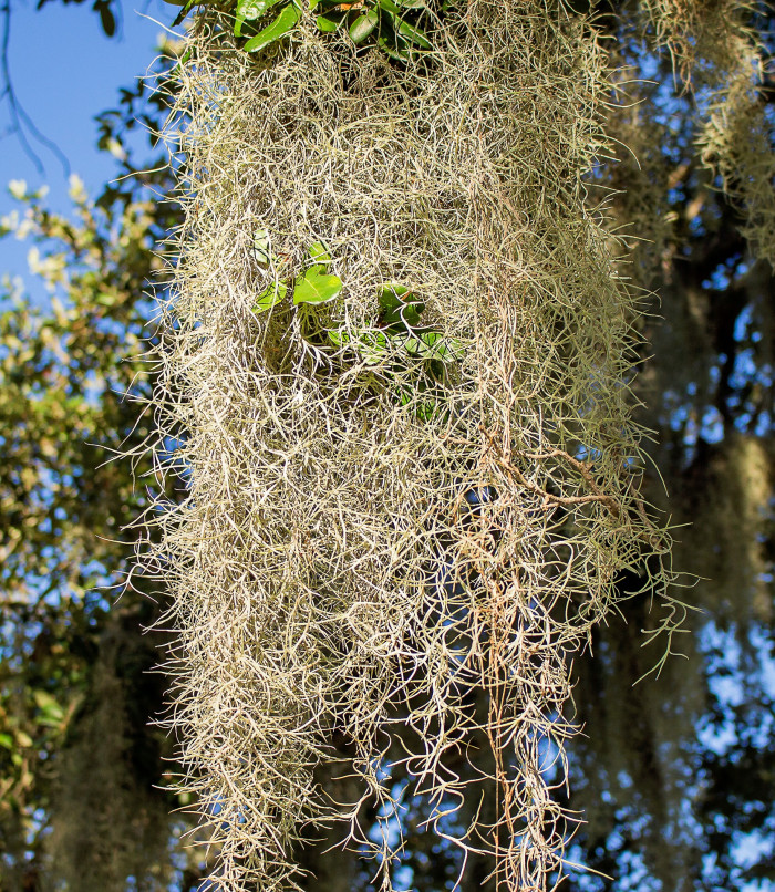 실틸란티시아 - Tillandsia usneoides