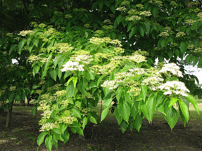 곰의말채나무 사진 - Cornus macrophylla Wall. Photos