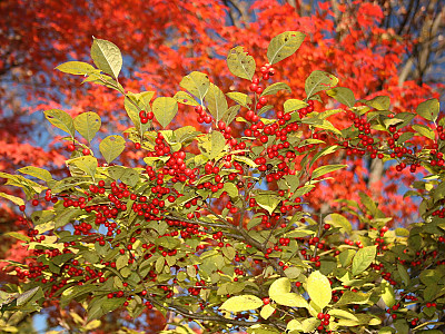 낙상홍 사진 - Ilex serrata Thunb. Photos