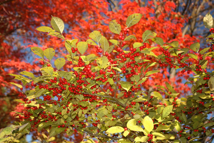 낙상홍 - Ilex serrata Thunb.