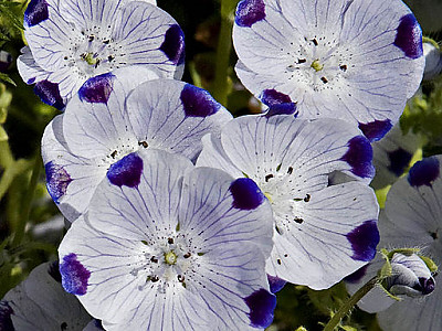 네모필라 사진 - Nemophila Maculata  Photos