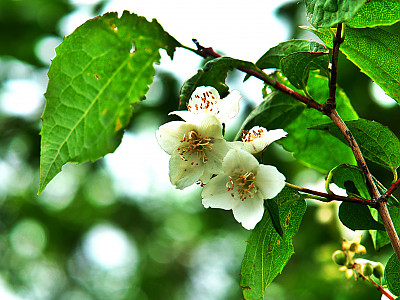 고광나무 사진 - Philadelphus schrenkii Rupr. var. schrenkii Photos