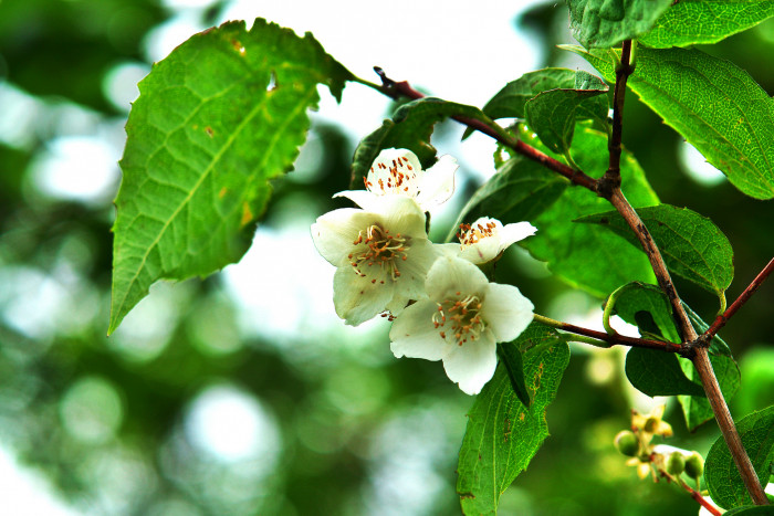 고광나무 - Korean mock orange, Philadelphus schrenkii Rupr. var. schrenkii