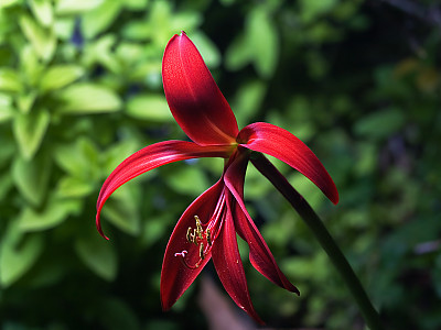아즈텍릴리 사진 - Sprekelia Photos