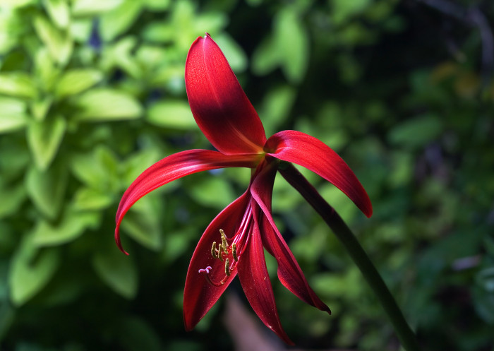 아즈텍릴리 - Aztec Lily, Sprekelia