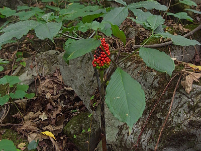 점박이천남성 사진 - Arisaema peninsulae Nakai Photos