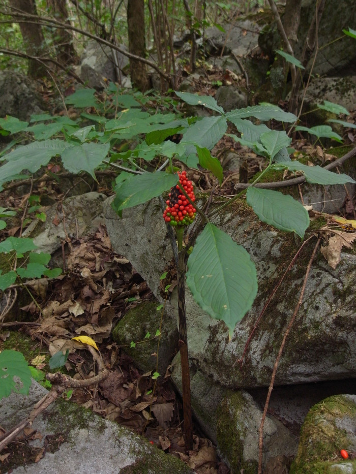 눌맥이천남성 - Arisaema peninsulae for. convolutum (Nakai) Y.S.Kim & S.T.Ko