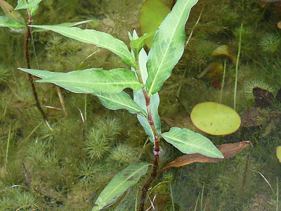 여뀌 사진 - Persicaria hydropiper (L.) Spach var. hydropiper Photos
