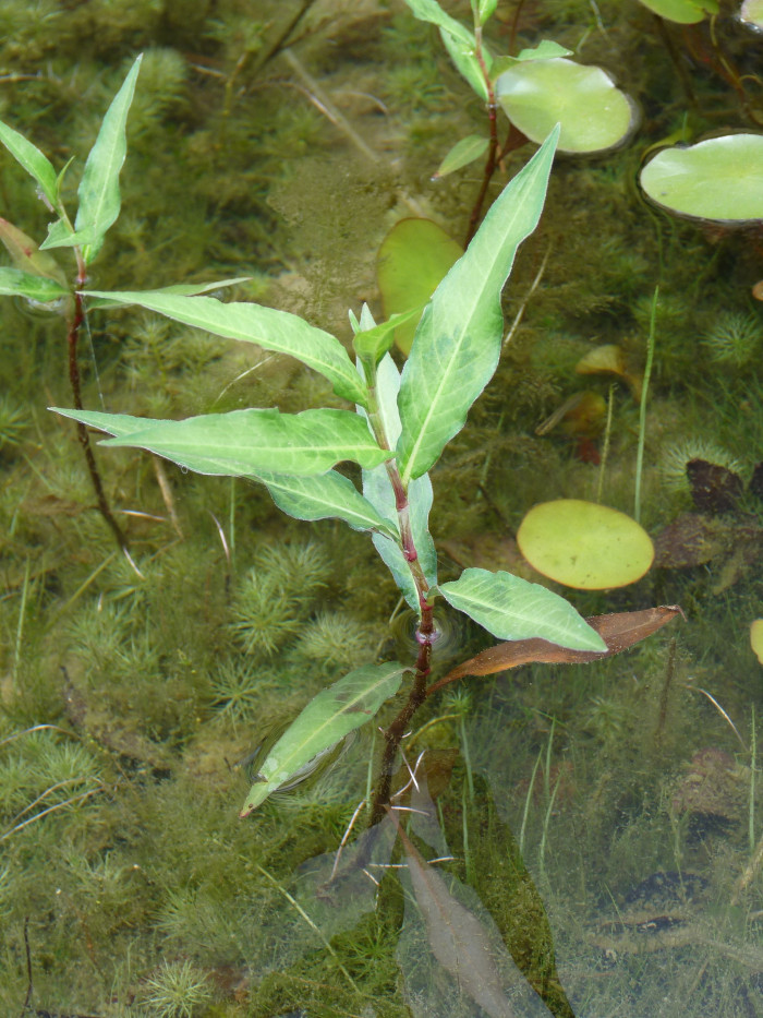 여뀌 - Persicaria hydropiper (L.) Spach var. hydropiper