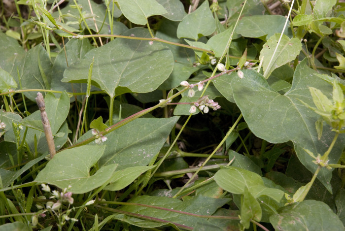 나도닭의덩굴 - Fallopia convolvulus (L.) A.Love