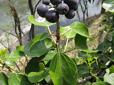 송악 사진 - Hedera rhombea (Miq.) Bean Photos
