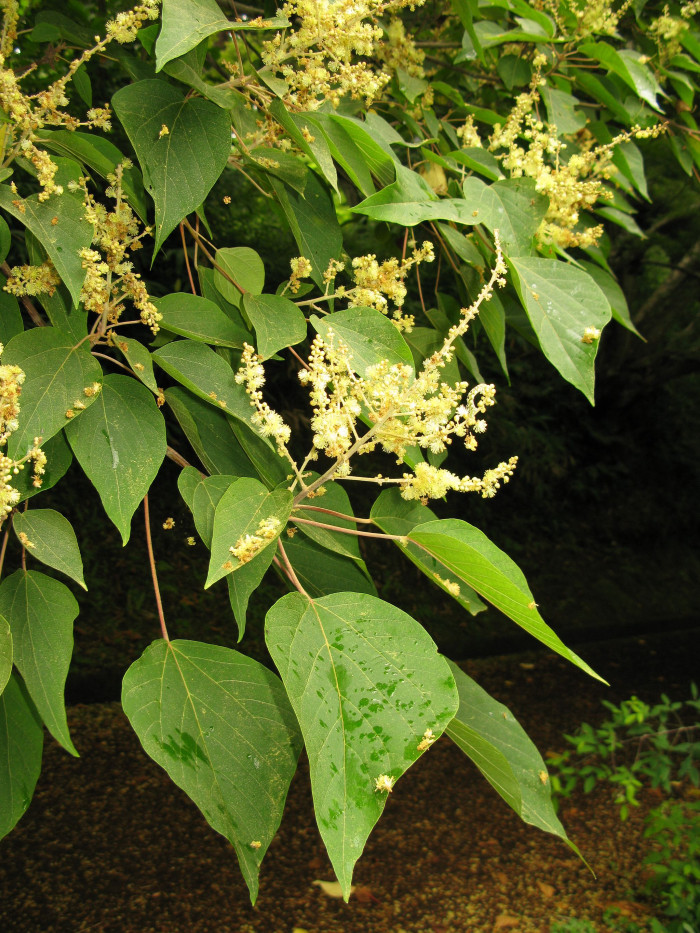 예덕나무 - Mallotus japonicus (Thunb.) Muell. Arg.