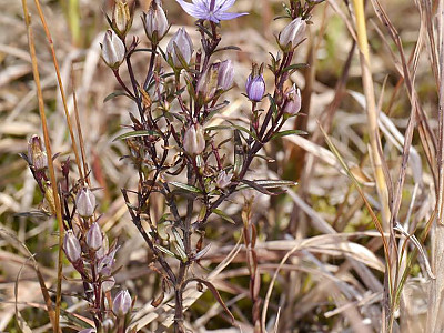 자주쓴풀 사진 - Swertia pseudochinensis H.Hara Photos