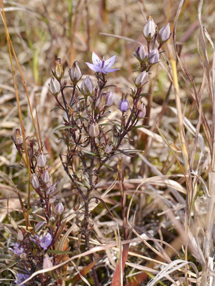 자주쓴풀 - Swertia pseudochinensis H.Hara