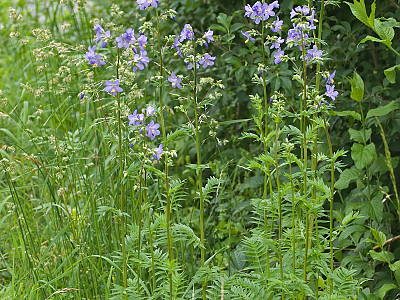 꽃고비 사진 - Polemonium caeruleum (Regel) Kitam. Photos
