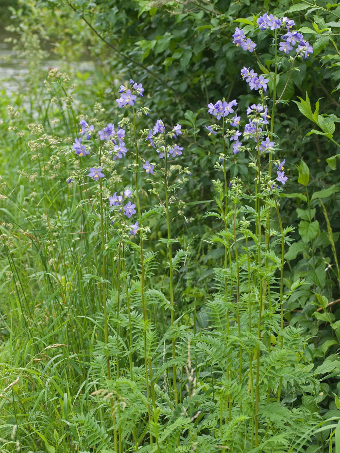꽃고비 - Polemonium caeruleum (Regel) Kitam.