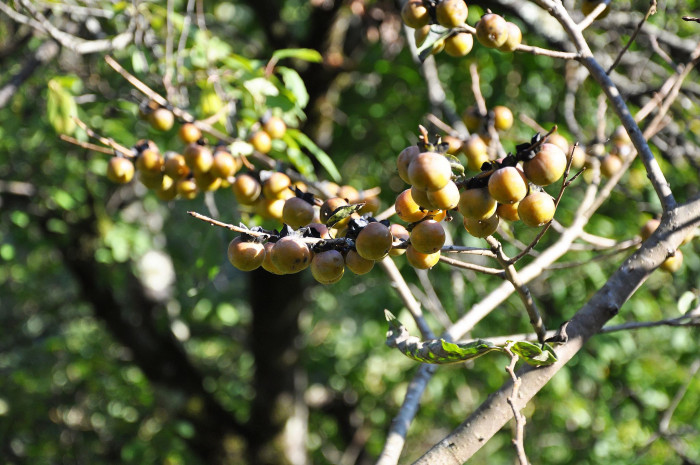 고욤나무 - date-plum, Caucasian persimmon, lilac persimmon, Diospyros lotus L.