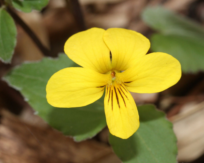 노랑제비꽃 - Viola orientalis (Maxim.) W.Becker