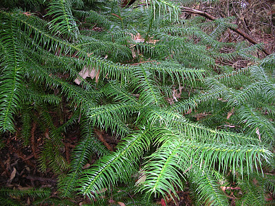 넓은잎삼나무 사진 - Cunninghamia lanceolata (Lamb.) Hook. Photos