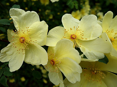 노랑해당화 사진 - Rosa xanthina Lindl. Photos