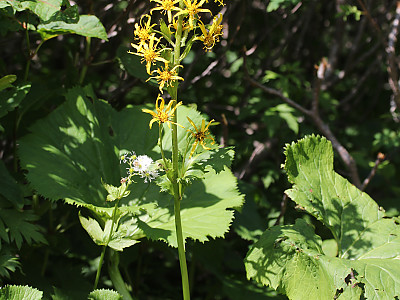 곰취 사진 - Ligularia fischeri (Ledeb.) Turcz. Photos