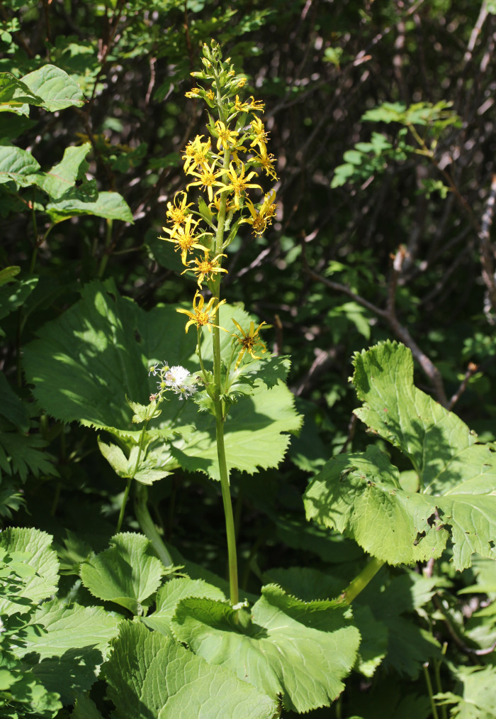 곰취 - gomchwi, Fischers ragwort, Ligularia fischeri (Ledeb.) Turcz.
