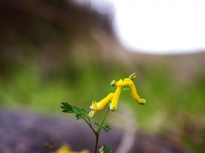 괴불주머니 사진 - Corydalis pallida (Thunb.) Pers. Photos