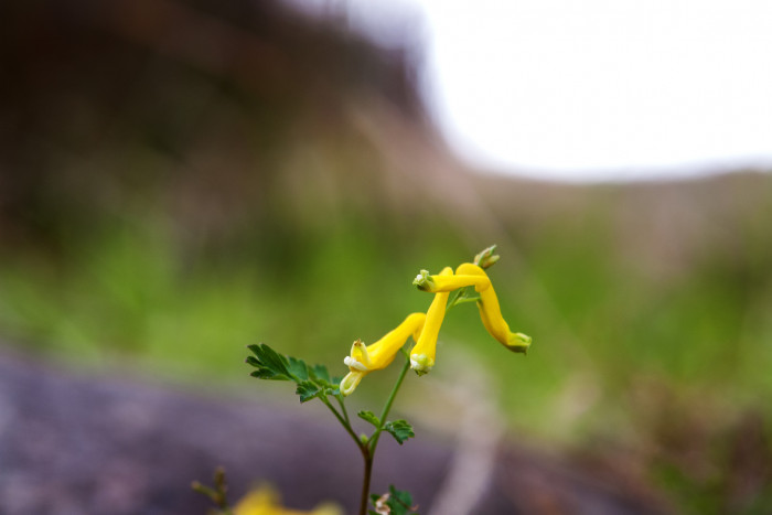 괴불주머니 - Corydalis pallida (Thunb.) Pers.