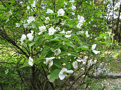 병아리꽃나무 사진 - Rhodotypos scandens  Photos