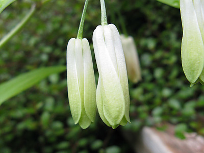 윤판나물아재비 사진 - Disporum sessile D. Don Photos