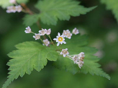 나비국수나무 사진 - Stephanandra incisa var. quadrifissa (Nakai) T.B.Lee Photos