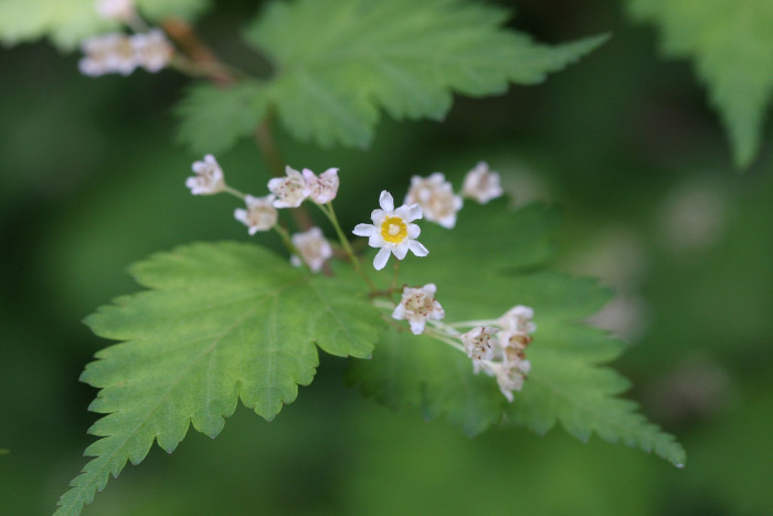 나비국수나무 - Quadrifid-leaf laceshrub, Stephanandra incisa var. quadrifissa (Nakai) T.B.Lee