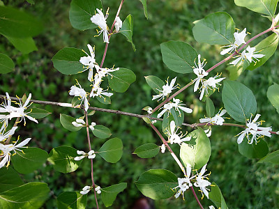 괴불나무 사진 - Lonicera maackii (Rupr.) Maxim. Photos