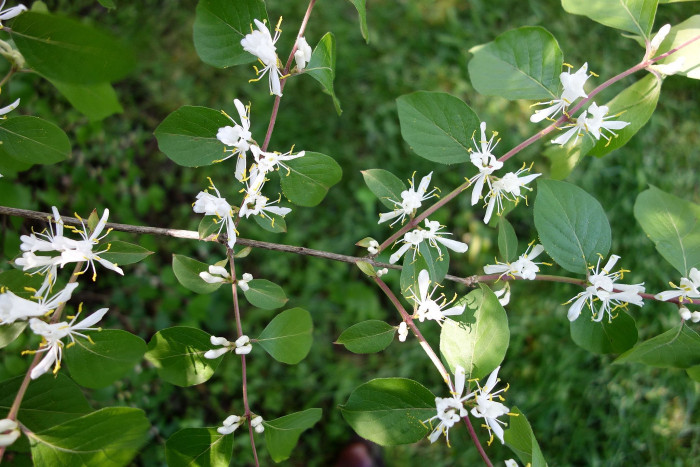 괴불나무 - Lonicera maackii (Rupr.) Maxim.